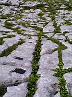 Irlande, Co Clare, The Burren, Poulnabrone Dolmen, Sol calcaire (2)